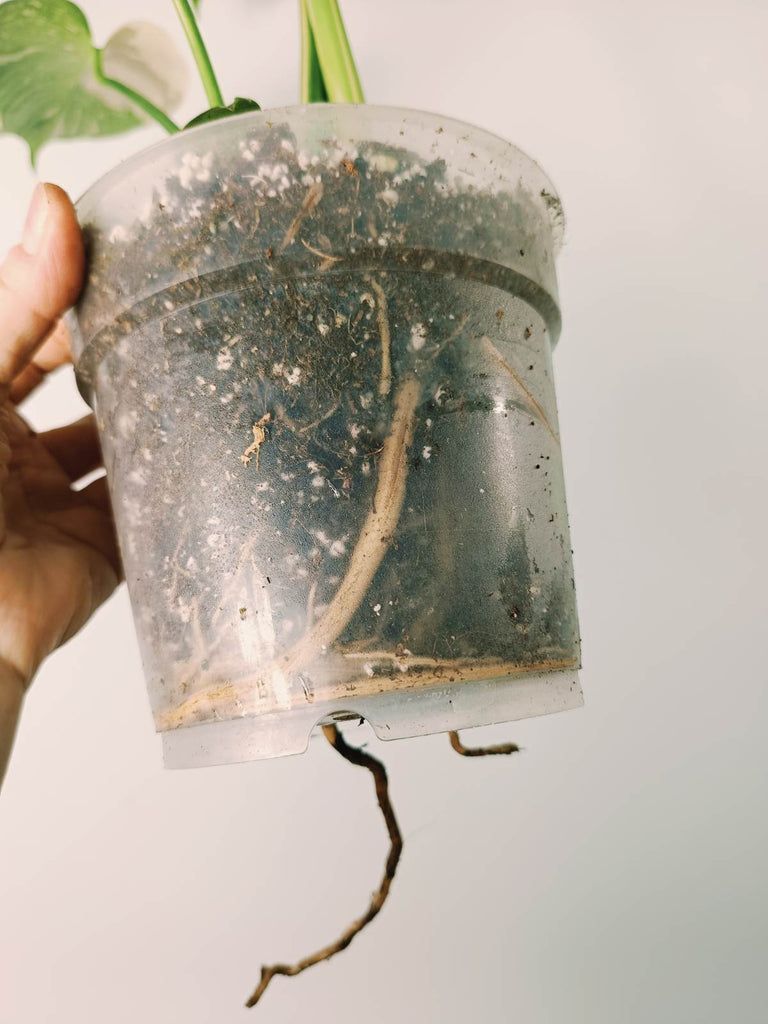 Monstera thai constellation