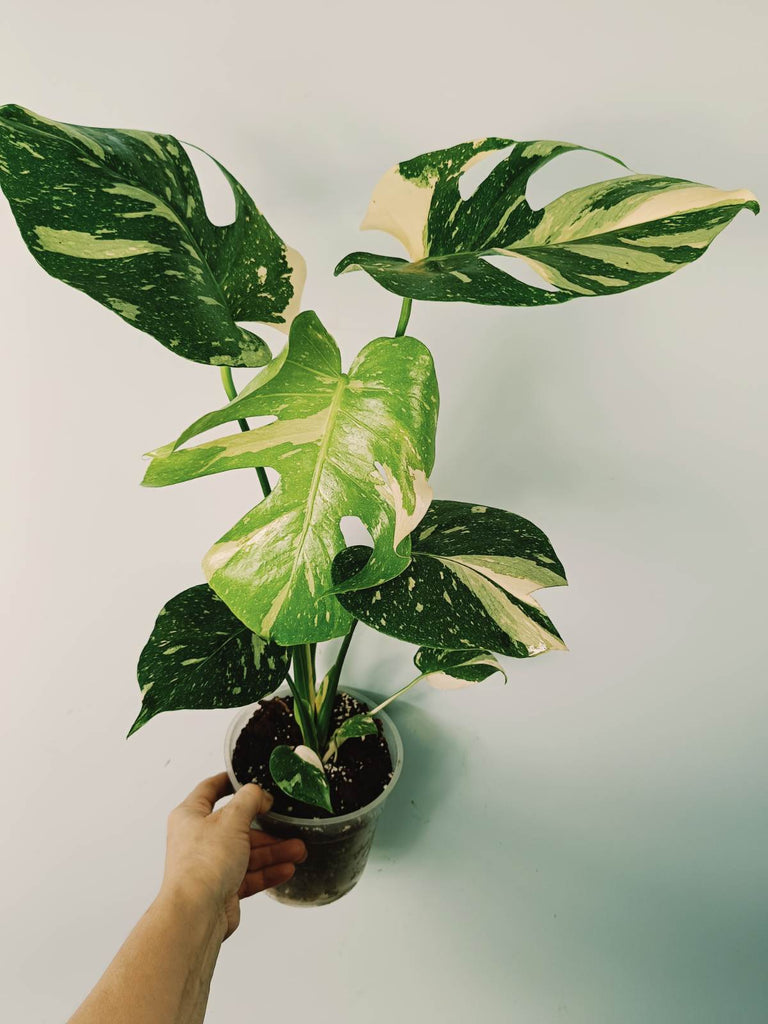 Monstera thai constellation