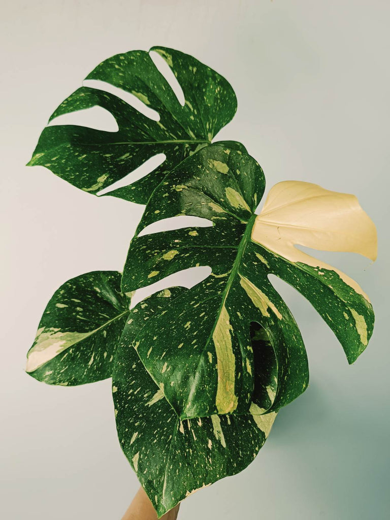 Monstera thai constellation