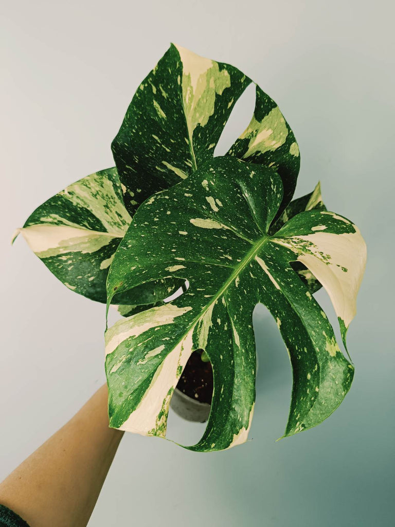 Monstera thai constellation