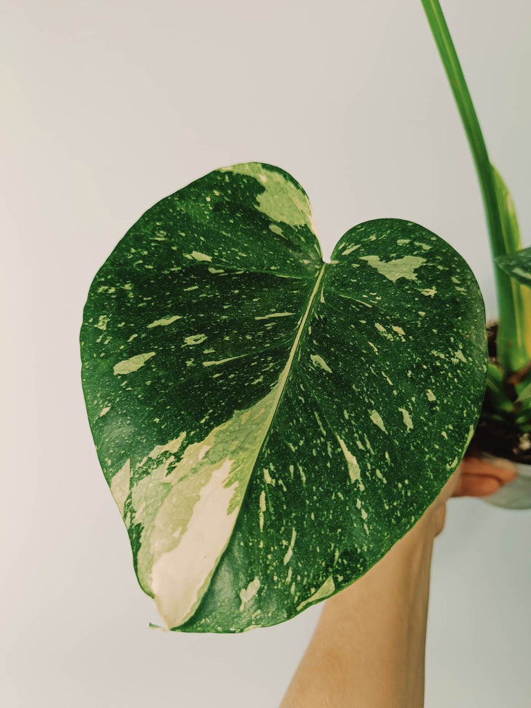 Monstera thai constellation