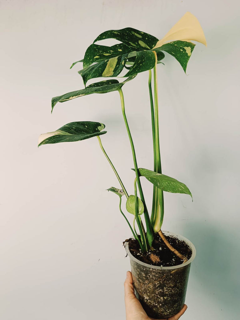 Monstera thai constellation