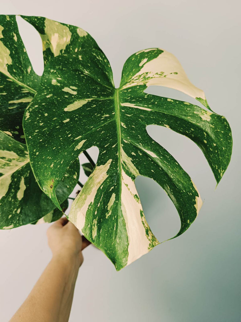 Monstera thai constellation