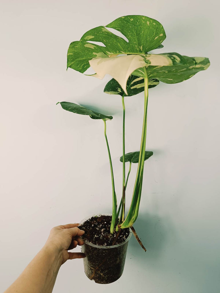 Monstera thai constellation