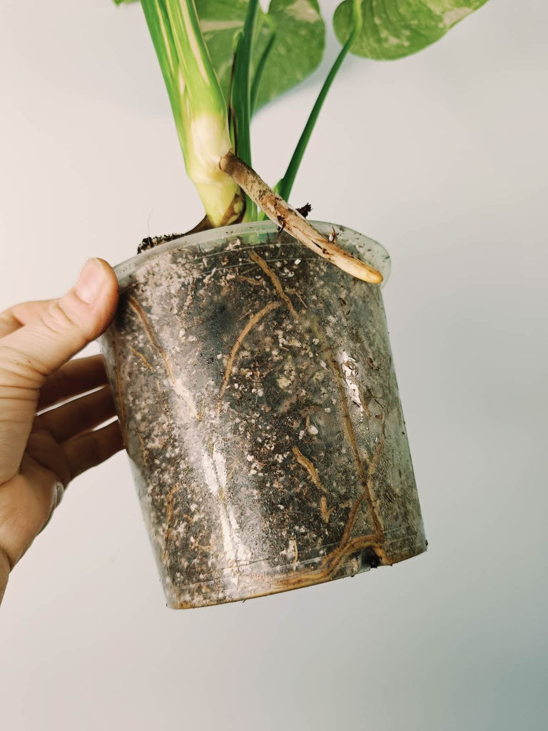 Monstera thai constellation