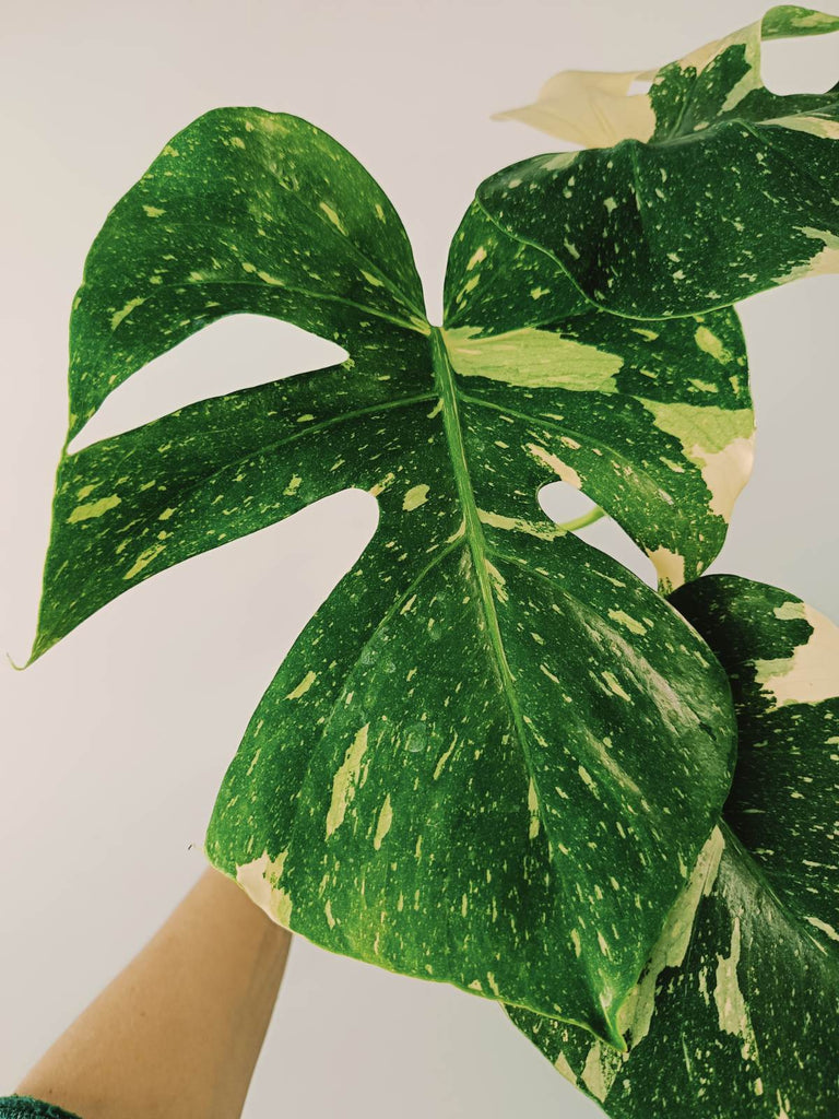 Monstera thai constellation