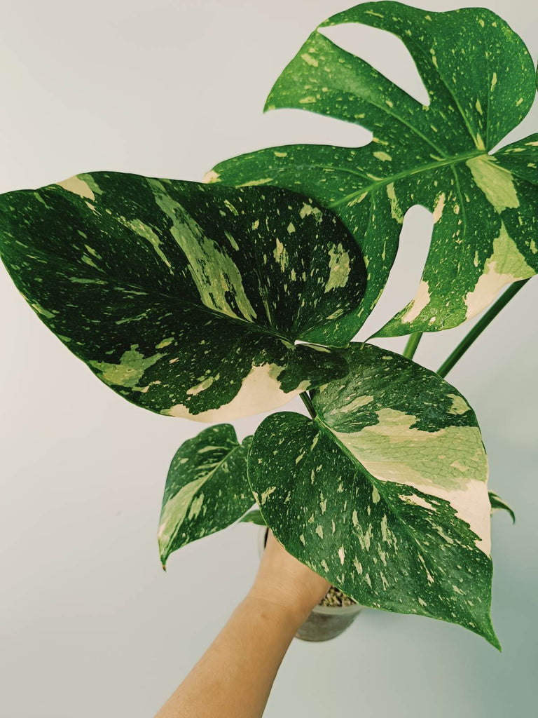 Monstera thai constellation