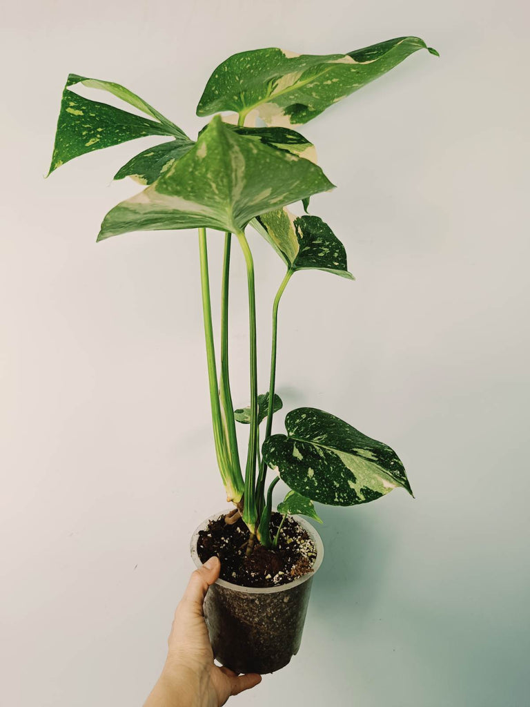 Monstera thai constellation