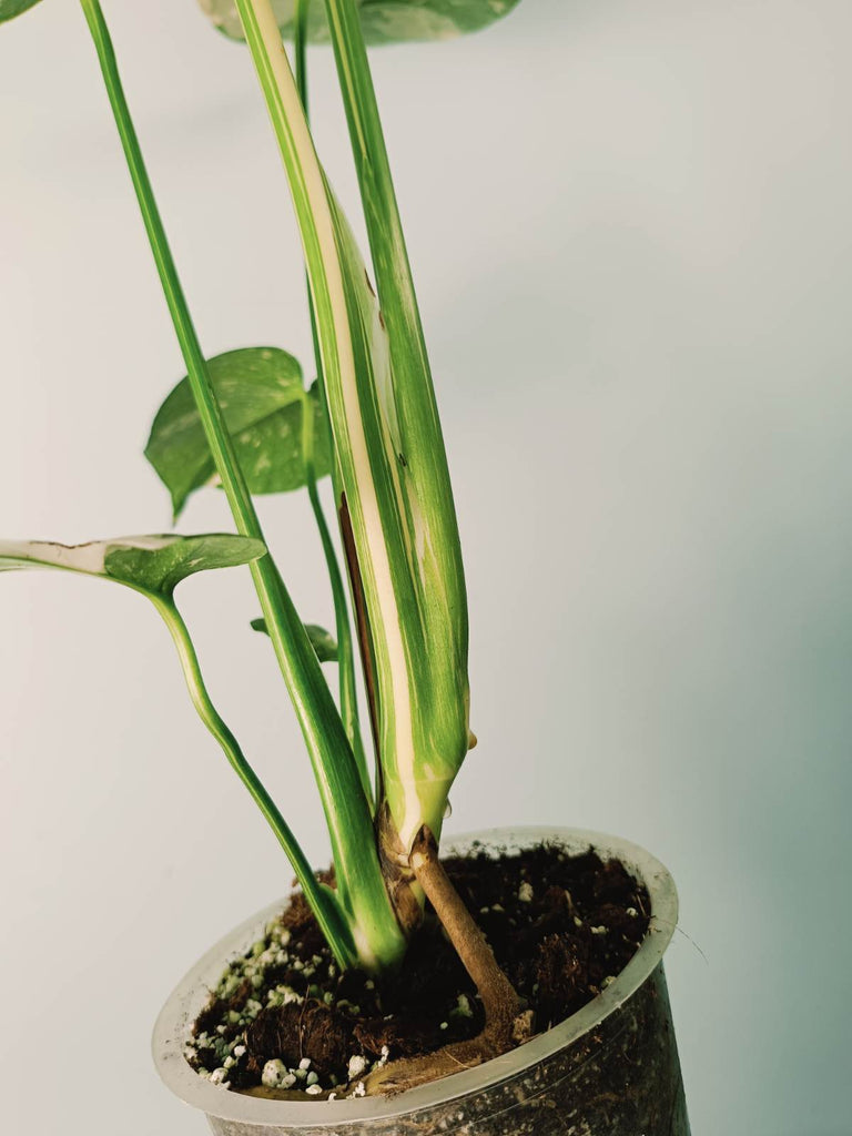 Monstera thai constellation