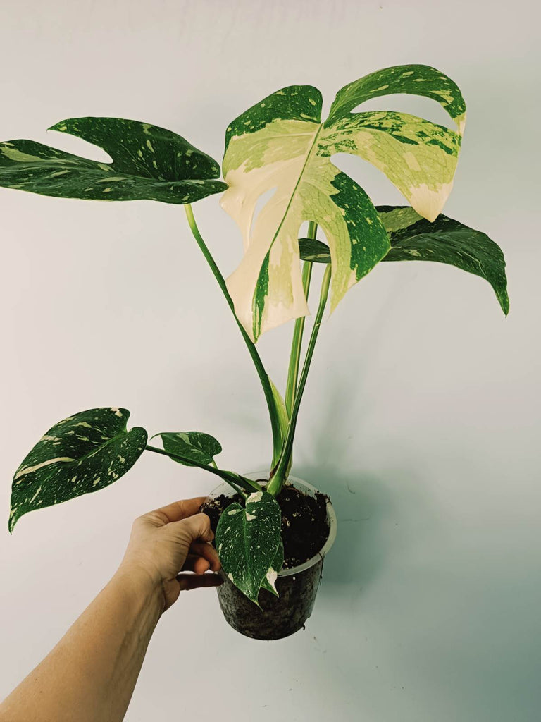 Monstera thai constellation