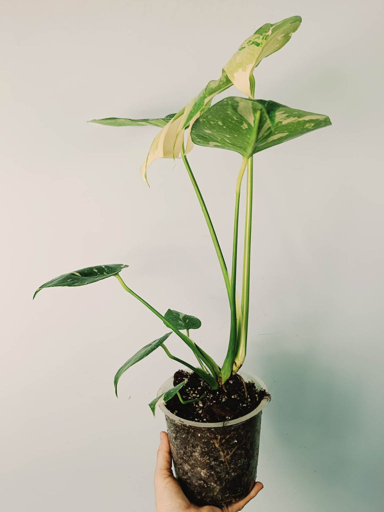 Monstera thai constellation