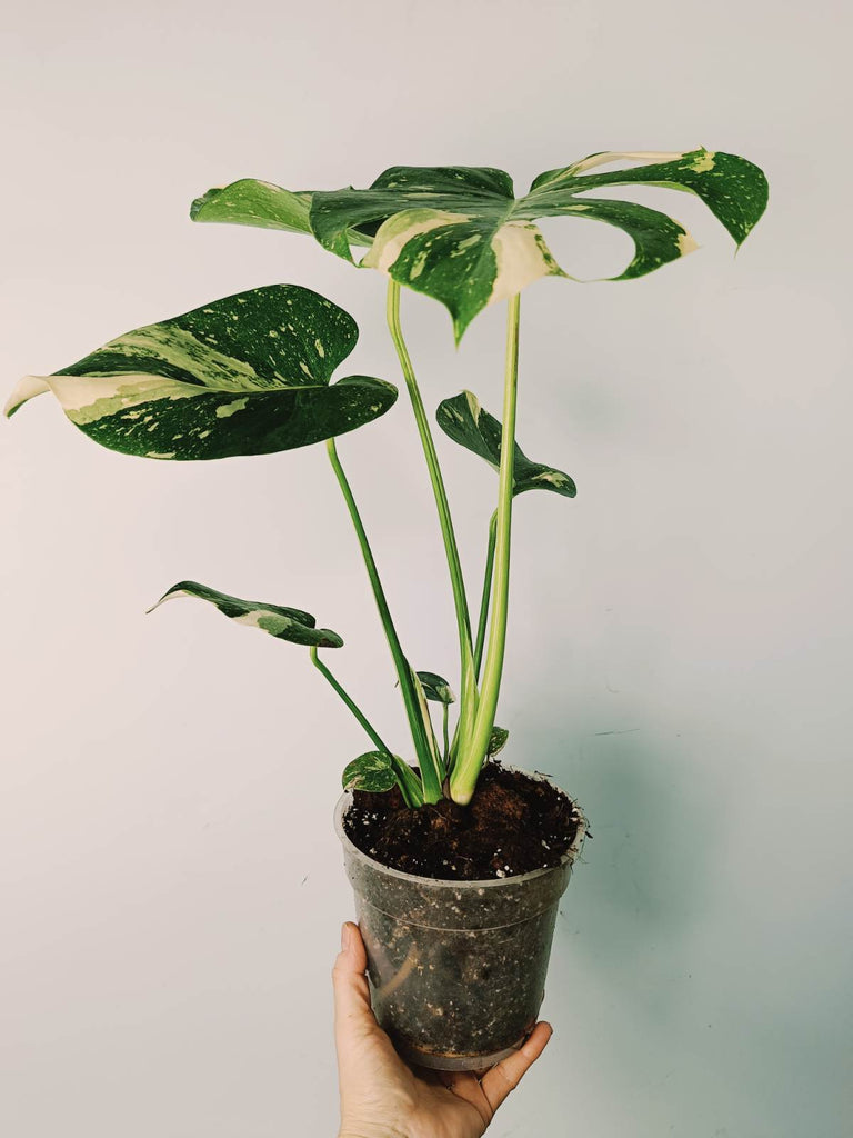 Monstera thai constellation