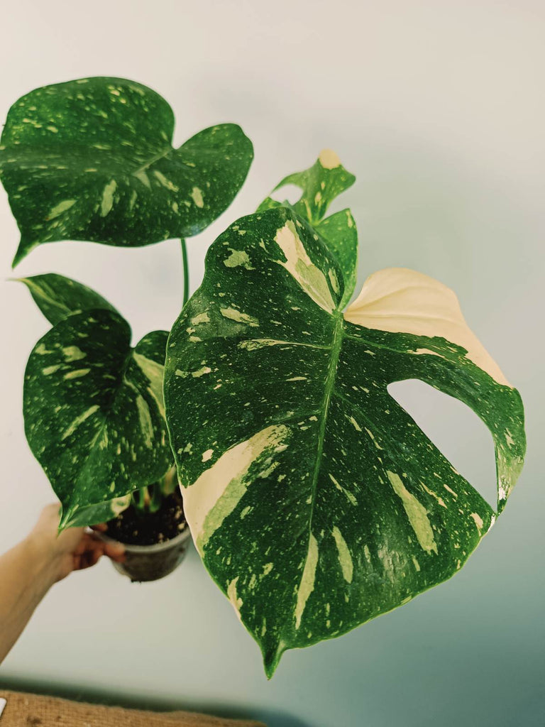 Monstera thai constellation