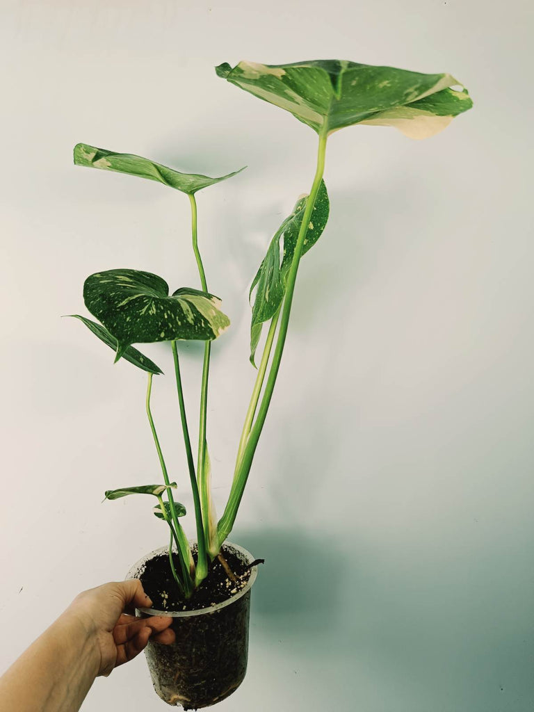 Monstera thai constellation