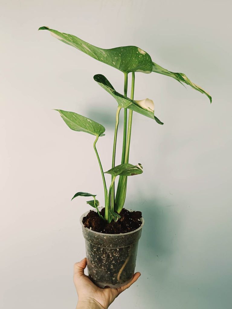 Monstera thai constellation