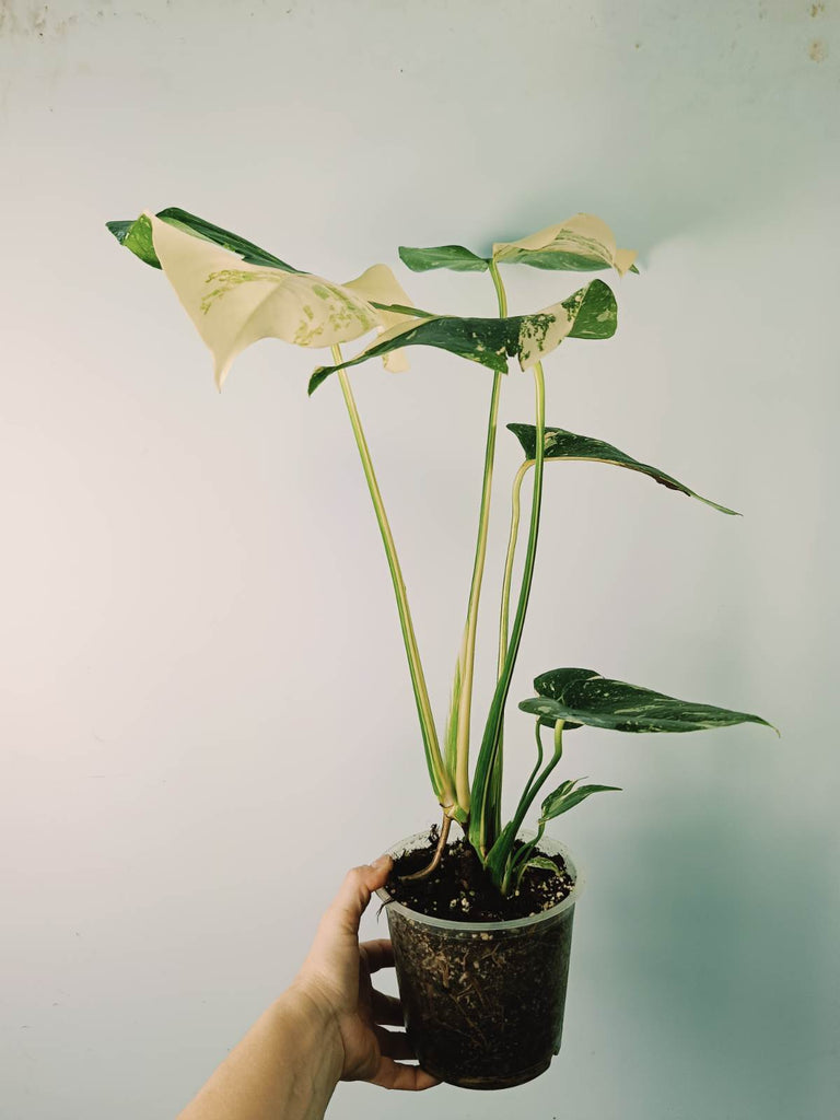 Monstera thai constellation