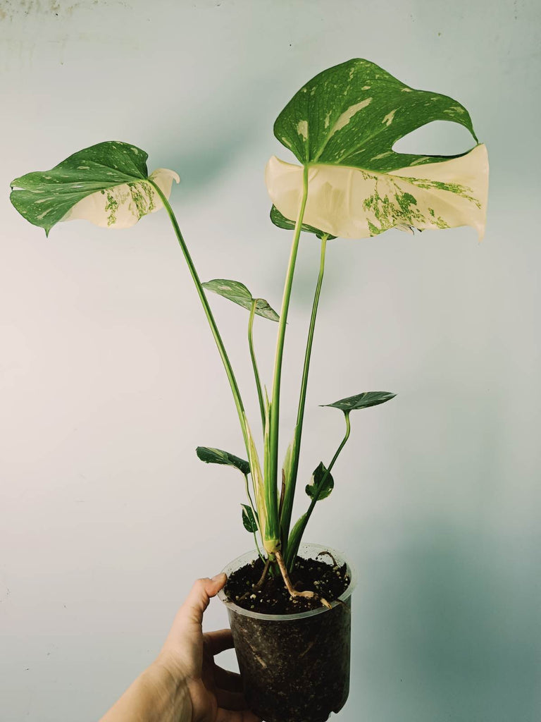 Monstera thai constellation