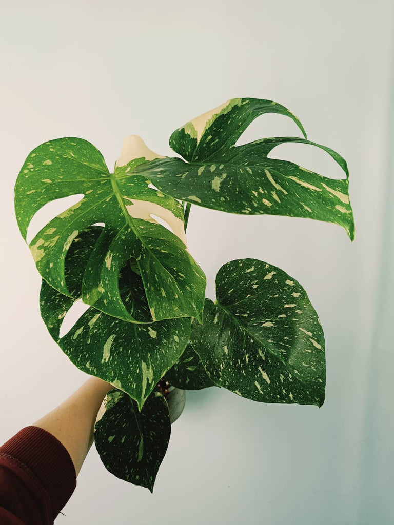 Monstera thai constellation