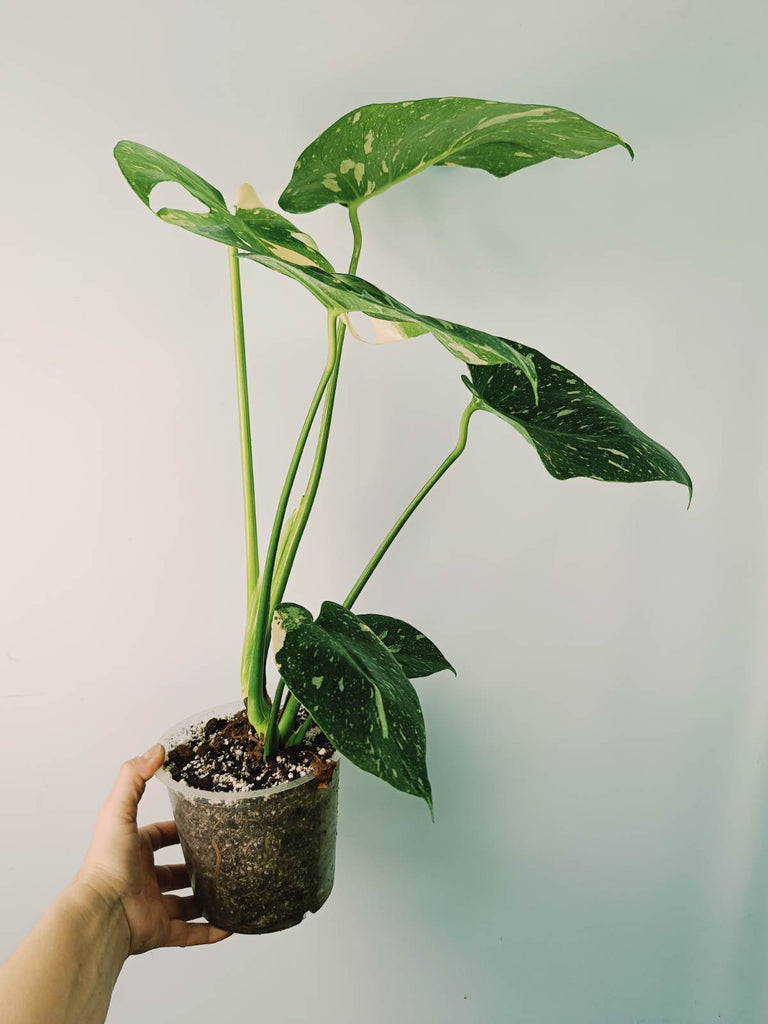 Monstera thai constellation