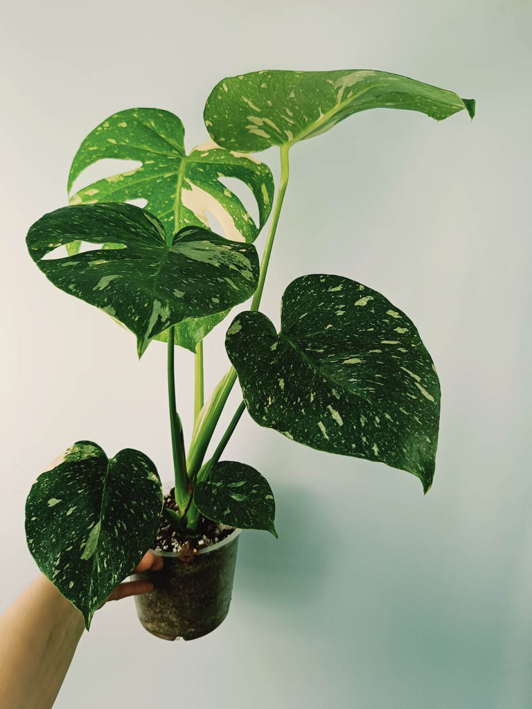 Monstera thai constellation