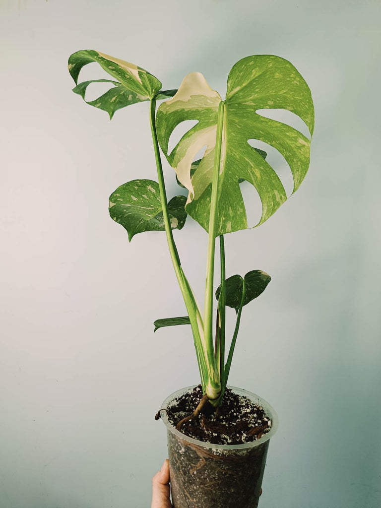 Monstera thai constellation