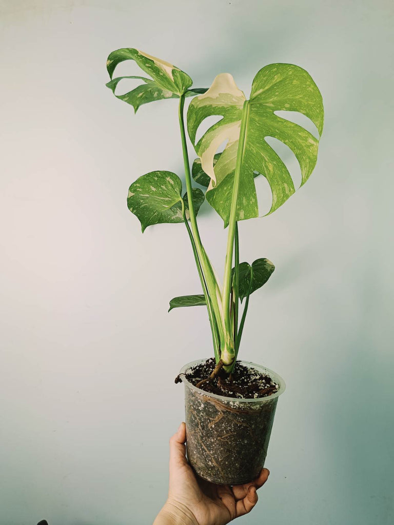 Monstera thai constellation