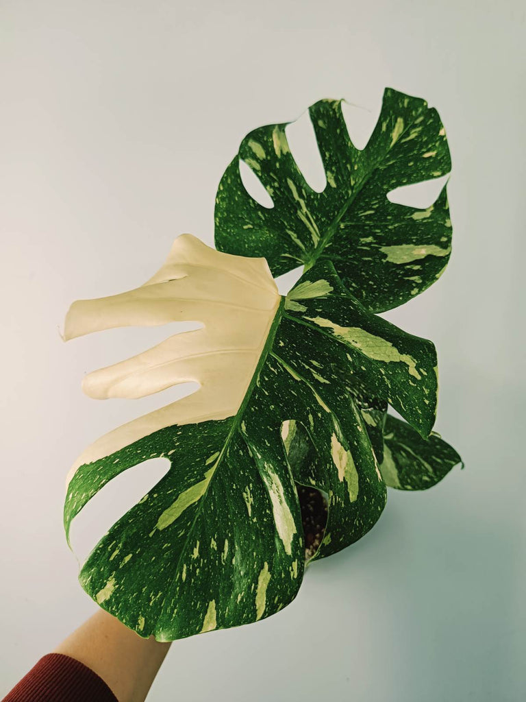 Monstera thai constellation