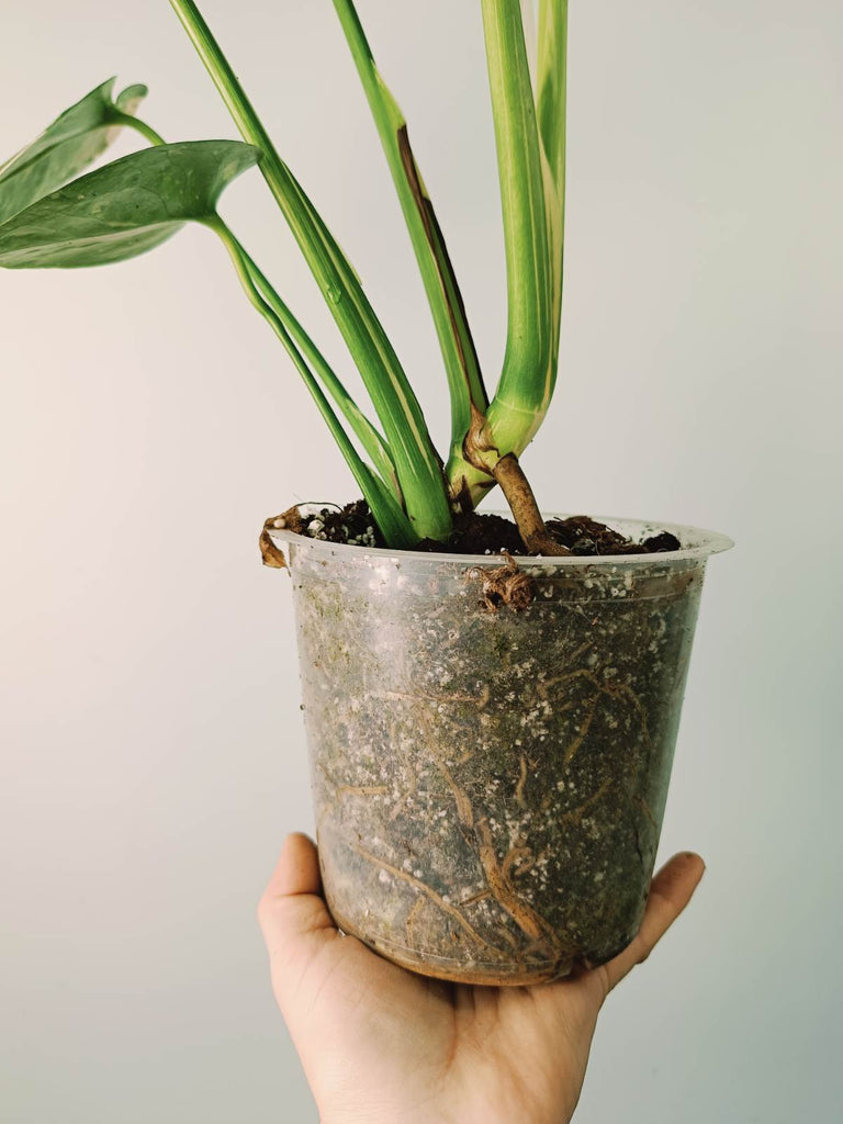 Monstera thai constellation