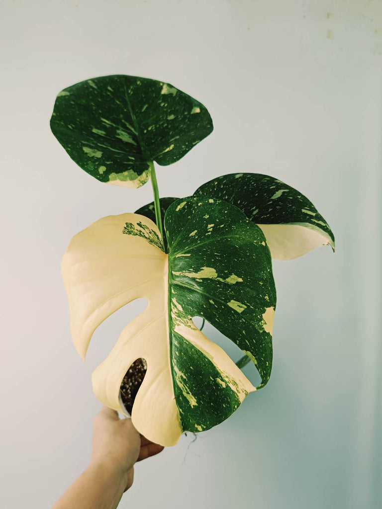 Monstera thai constellation