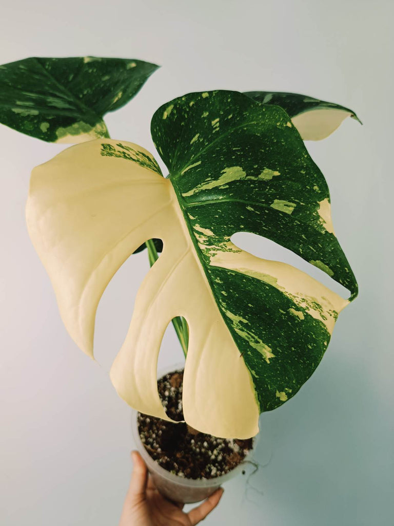 Monstera thai constellation