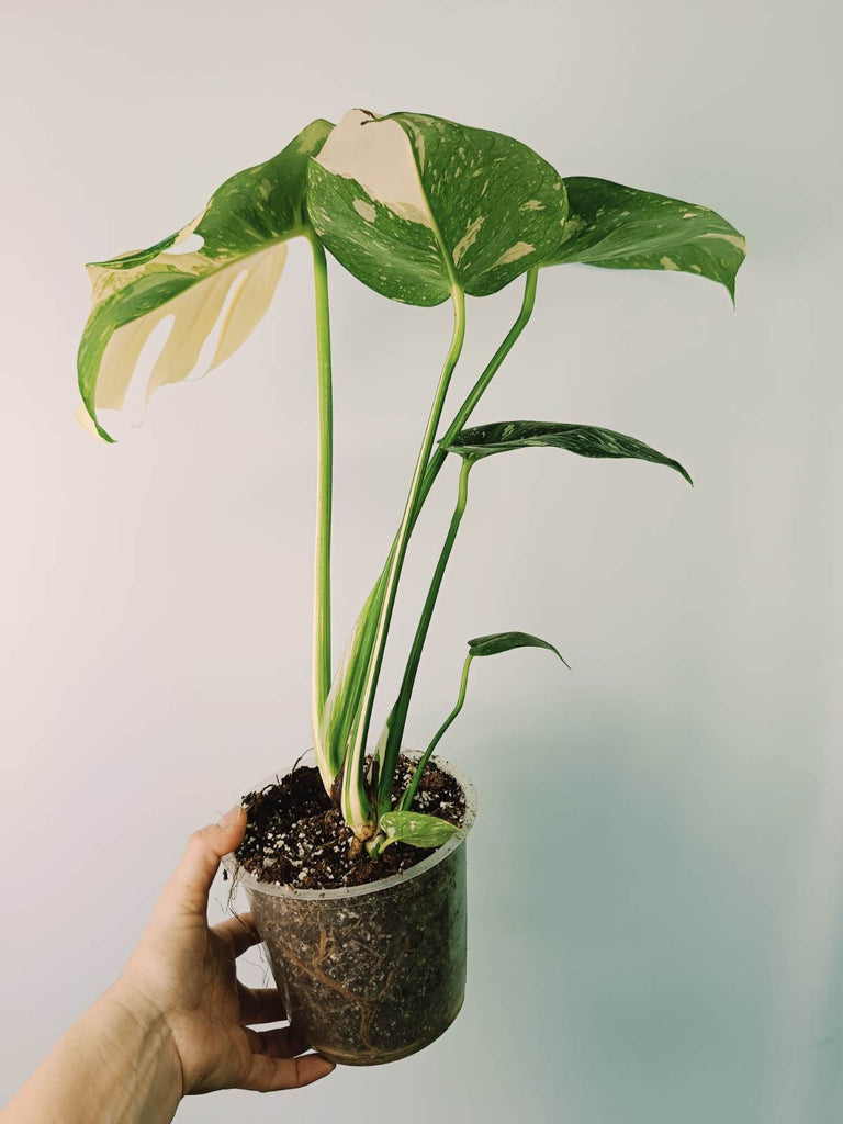 Monstera thai constellation