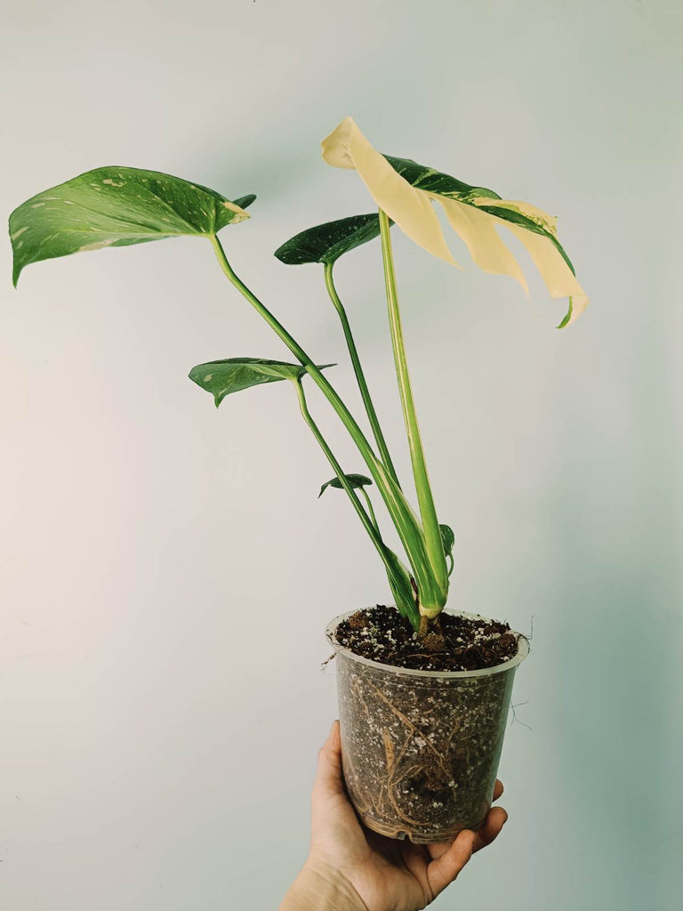 Monstera thai constellation