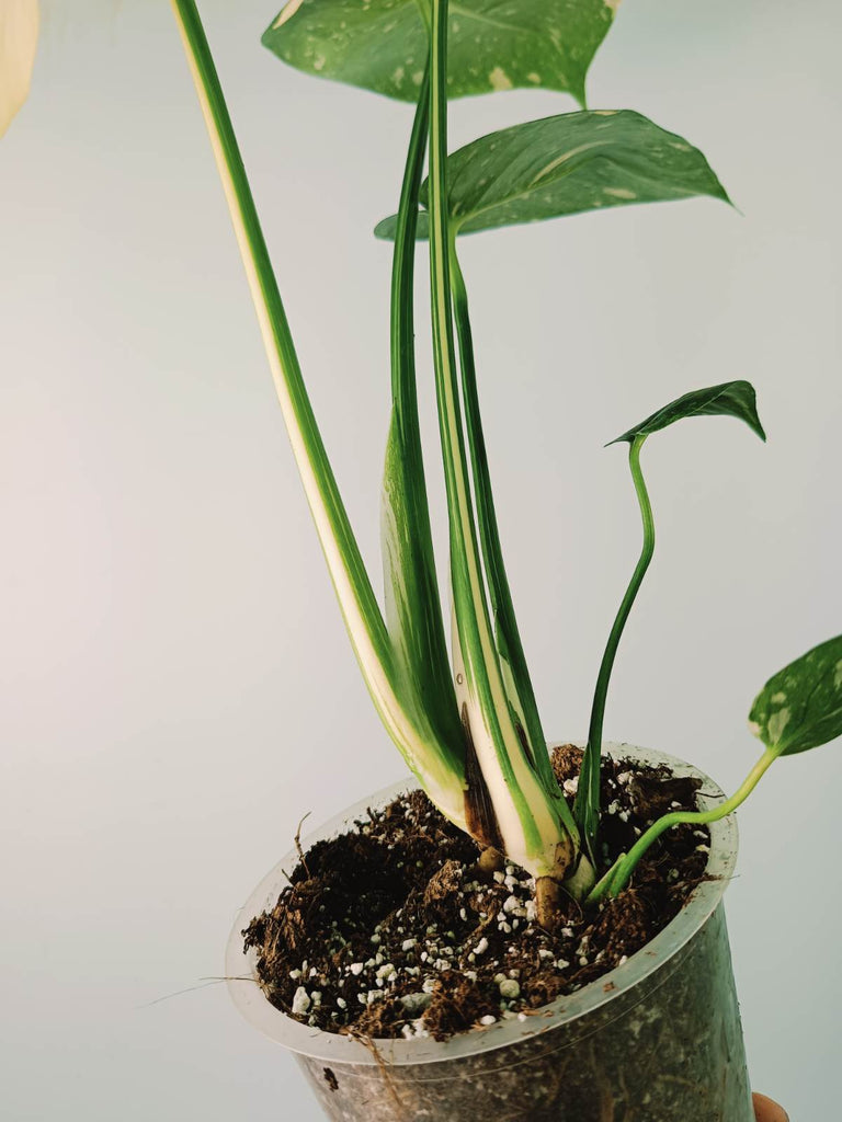 Monstera thai constellation