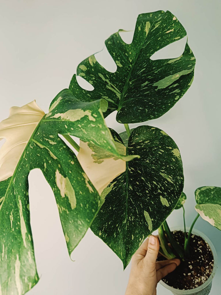 Monstera thai constellation