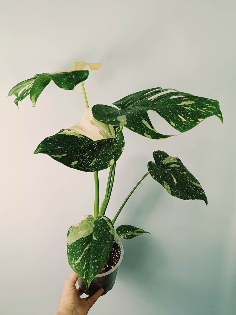 Monstera thai constellation