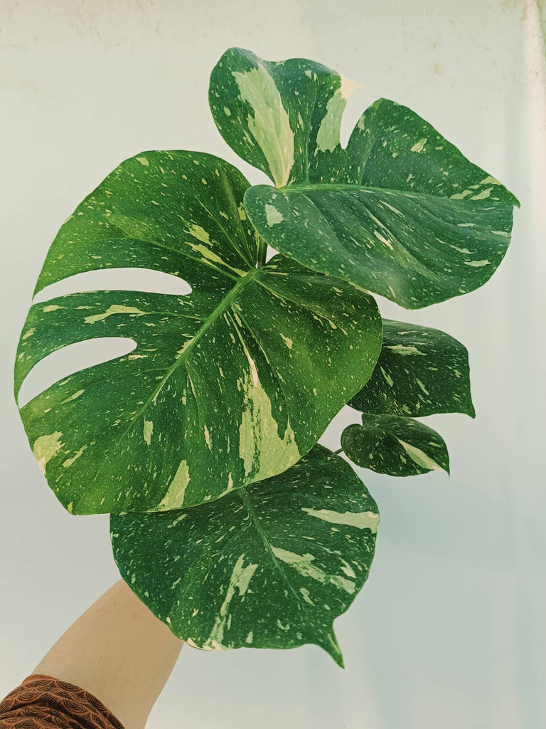 Monstera thai constellation