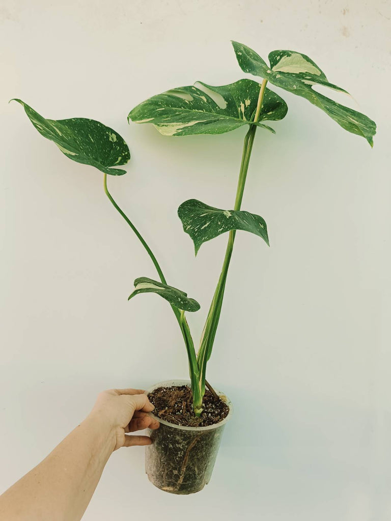 Monstera thai constellation