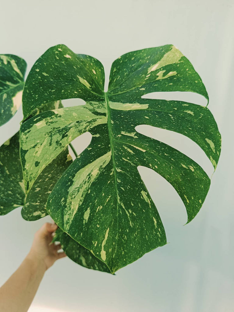 Monstera thai constellation