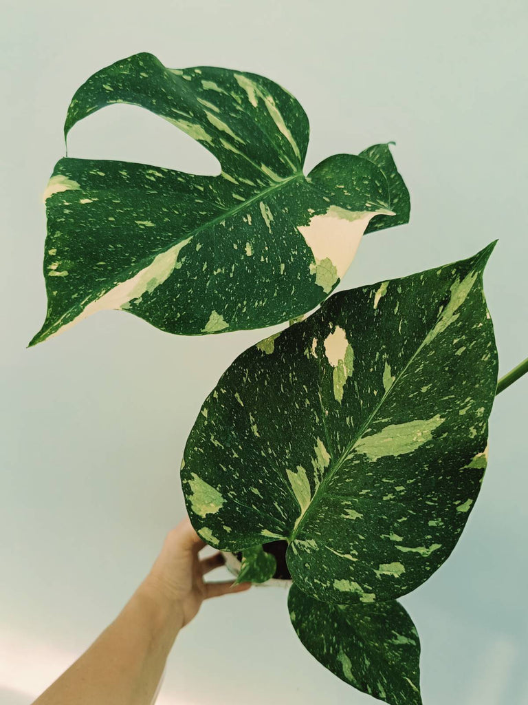 Monstera thai constellation