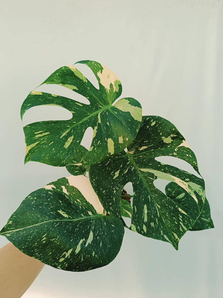 Monstera thai constellation