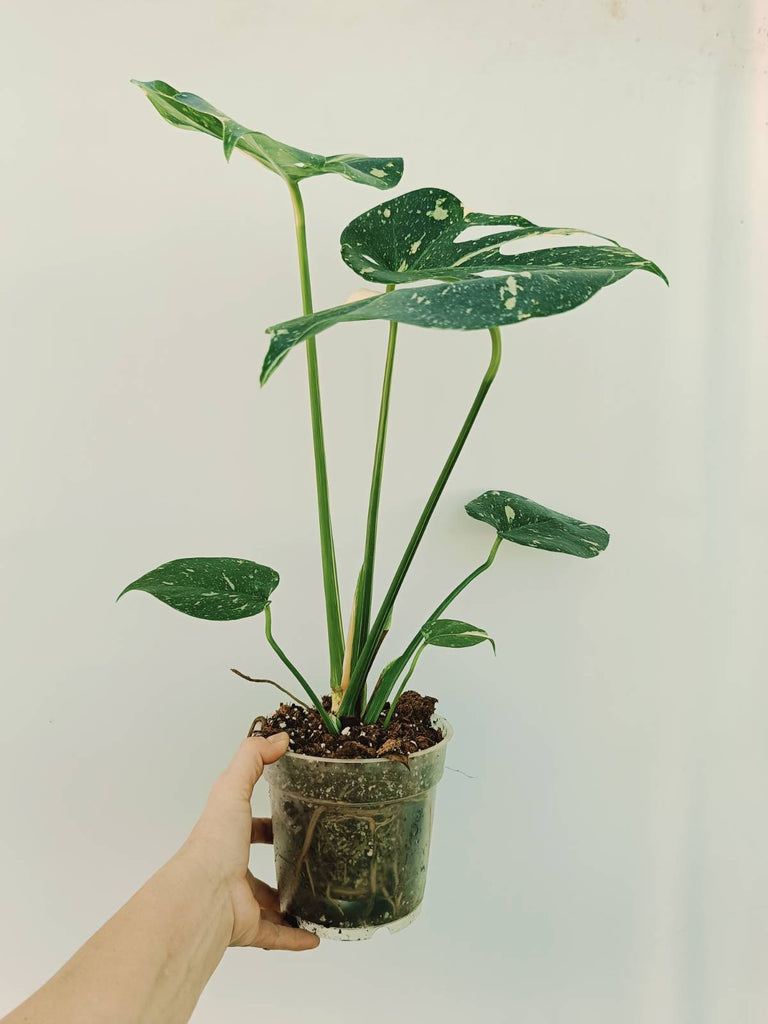 Monstera thai constellation