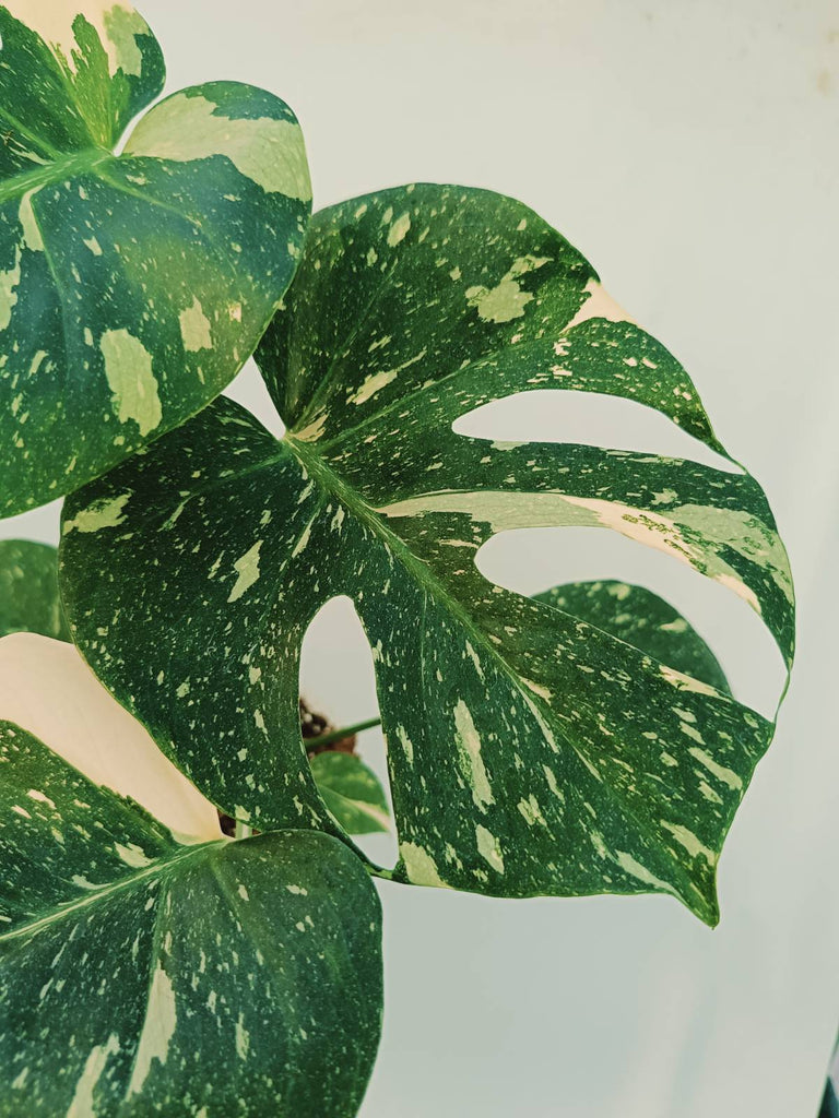 Monstera thai constellation