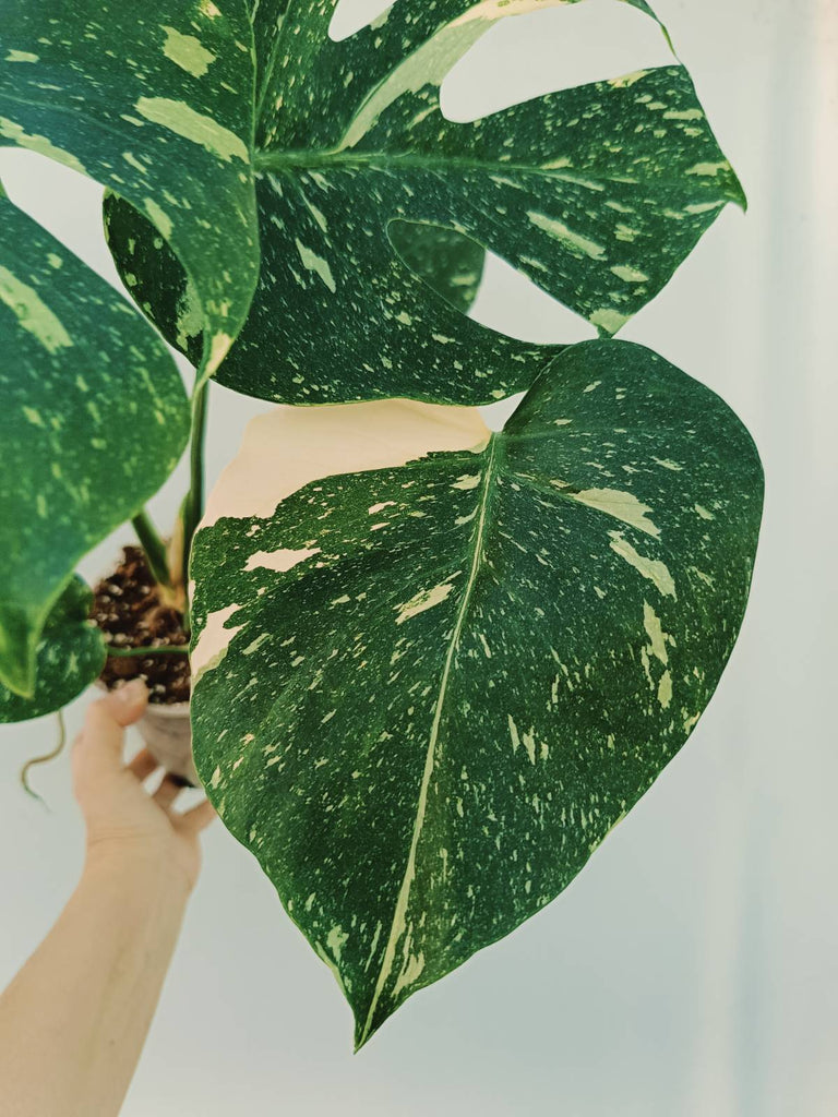 Monstera thai constellation