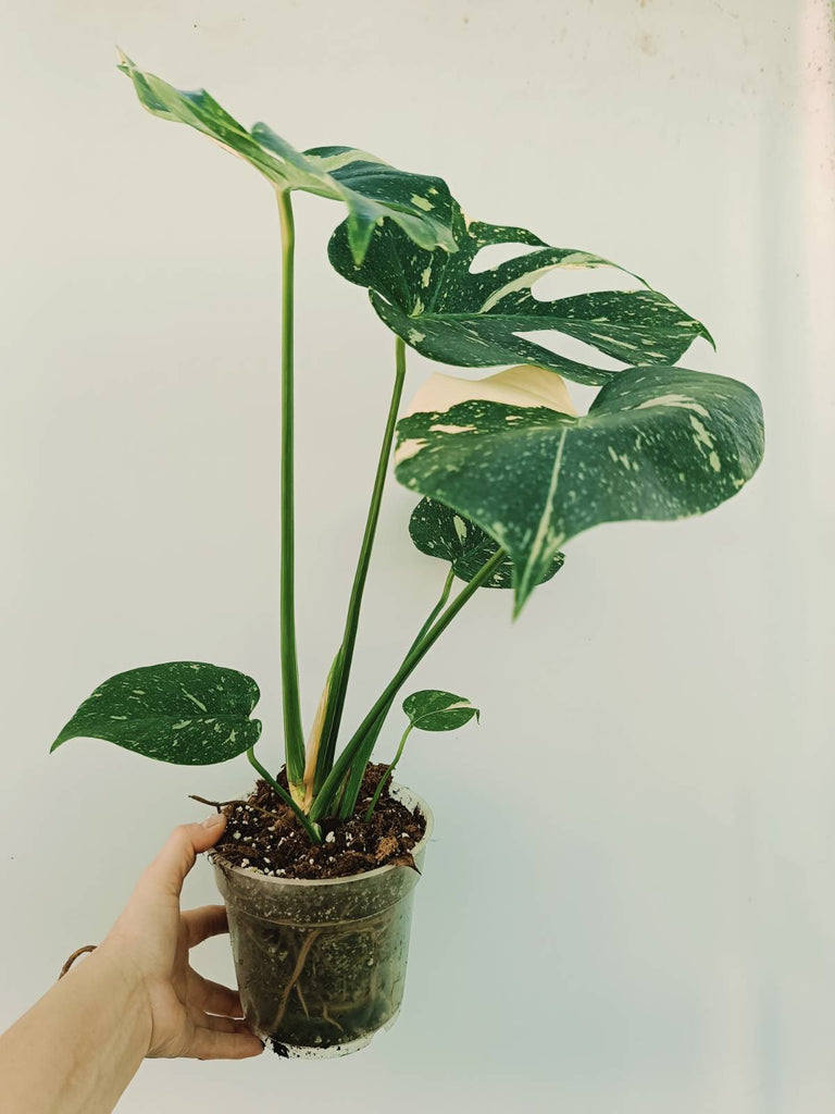 Monstera thai constellation