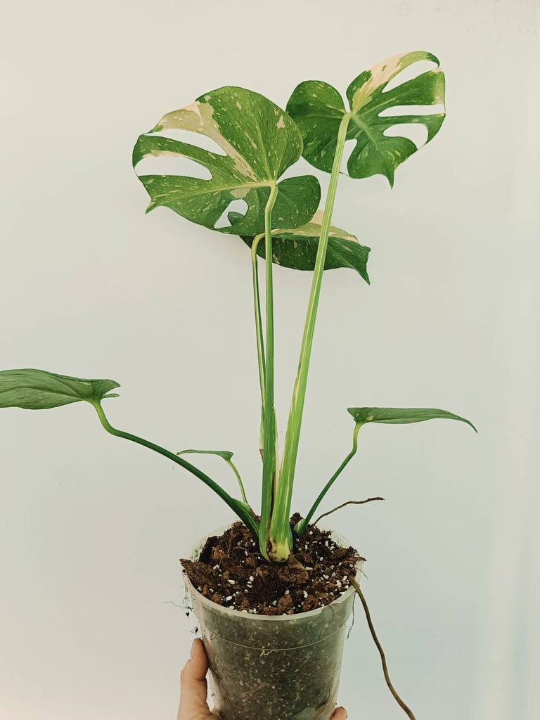 Monstera thai constellation