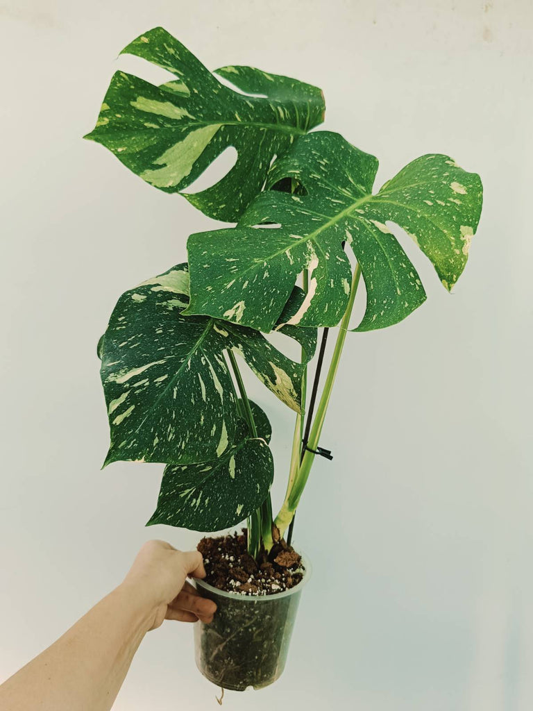 Monstera thai constellation