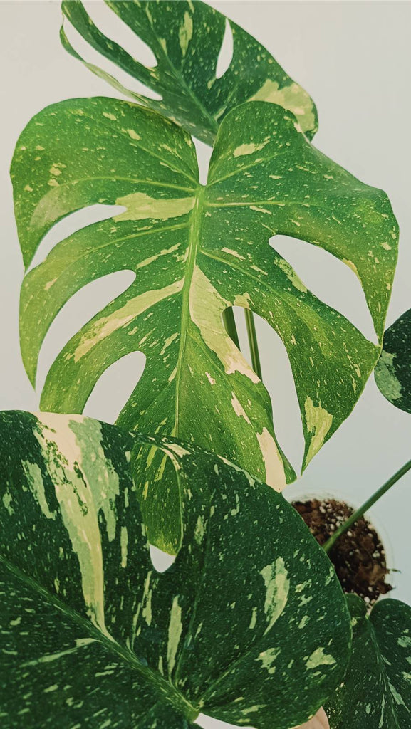 Monstera thai constellation