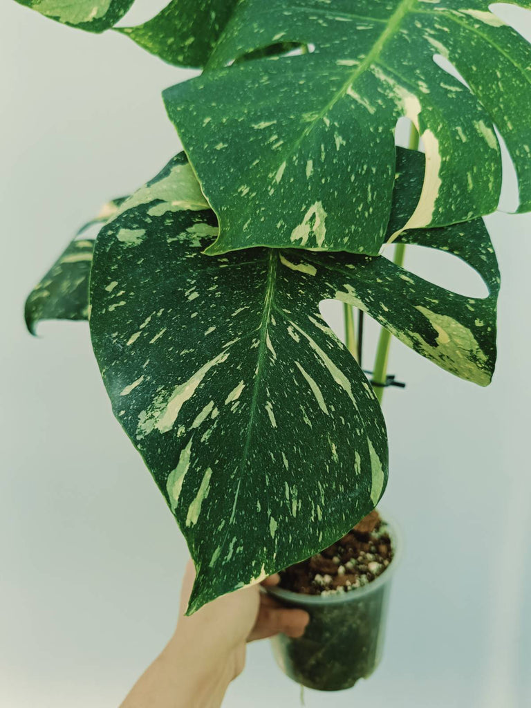 Monstera thai constellation