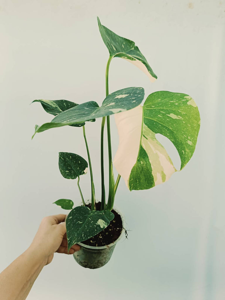 Monstera thai constellation