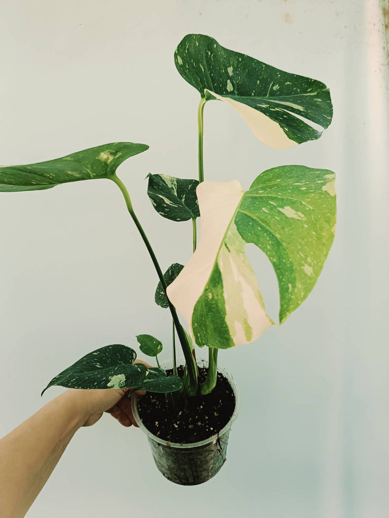 Monstera thai constellation